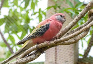 Pink, Parrot, (neopsephotus, Bourkii), Is, An, Australian, Grass, Parakeet.