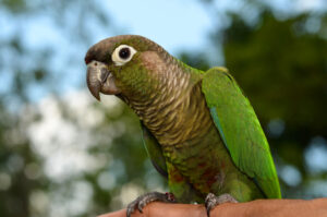 Green, Cheek, Conure, Perched, On, A, Branch