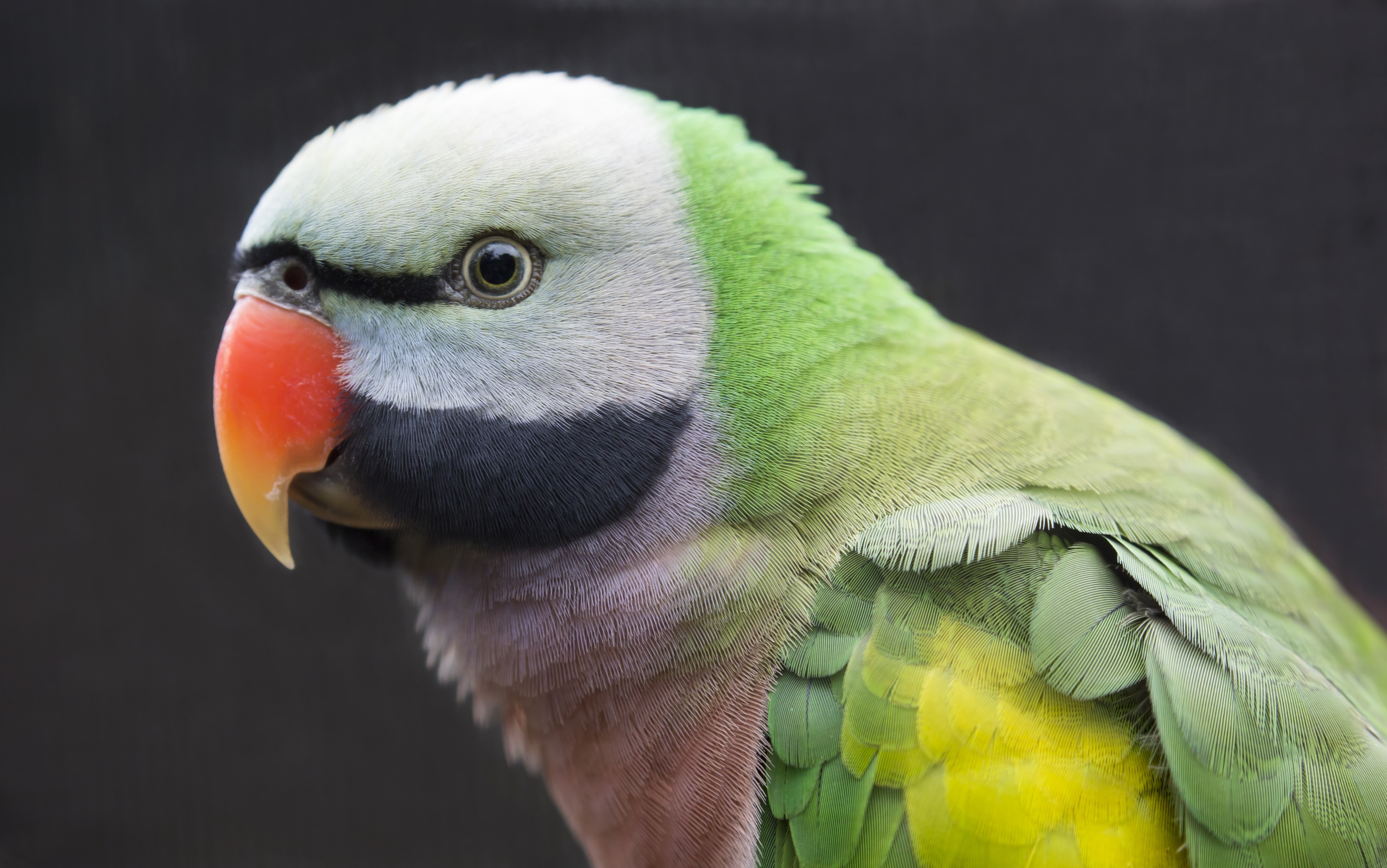 Beautiful, Western, Mustached, Parakeet, Bird, From, India, And, China