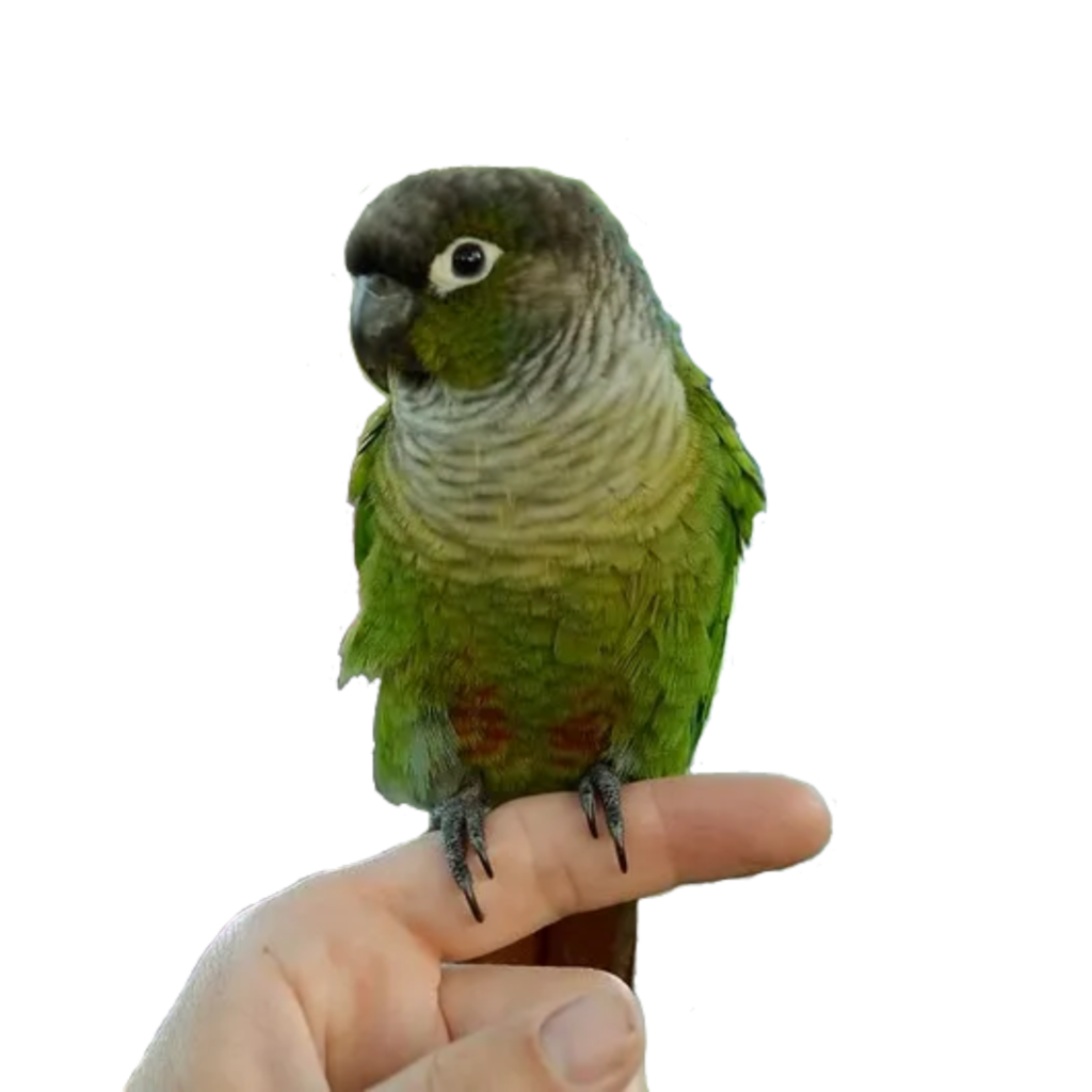 green, cheek, conure, perched, on, hand,