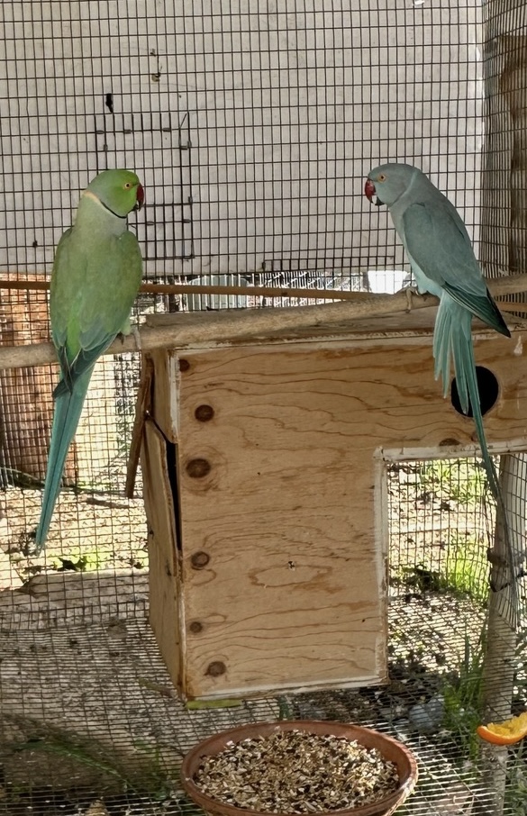 blue, green, male, female, indian, ringneck, pair, breeding