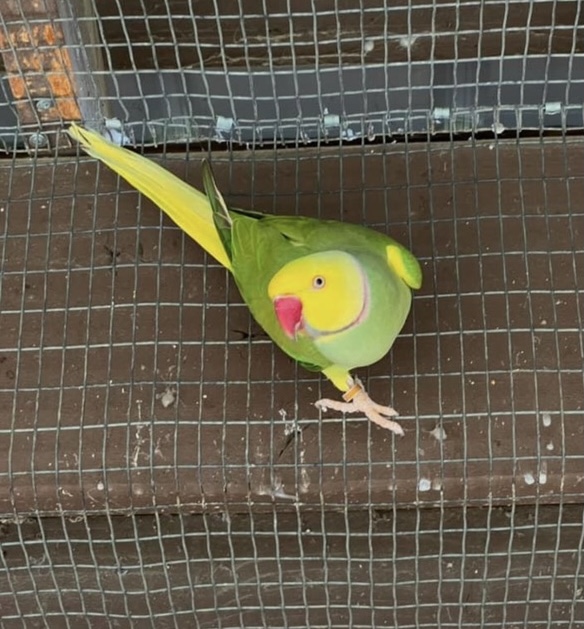 yellow, lutino, lacewing, male, indian, ringneck