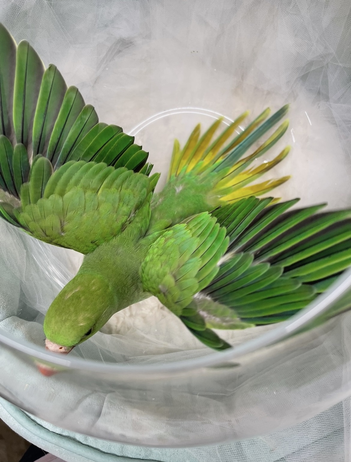 green, indian, ringneck, baby, wings
