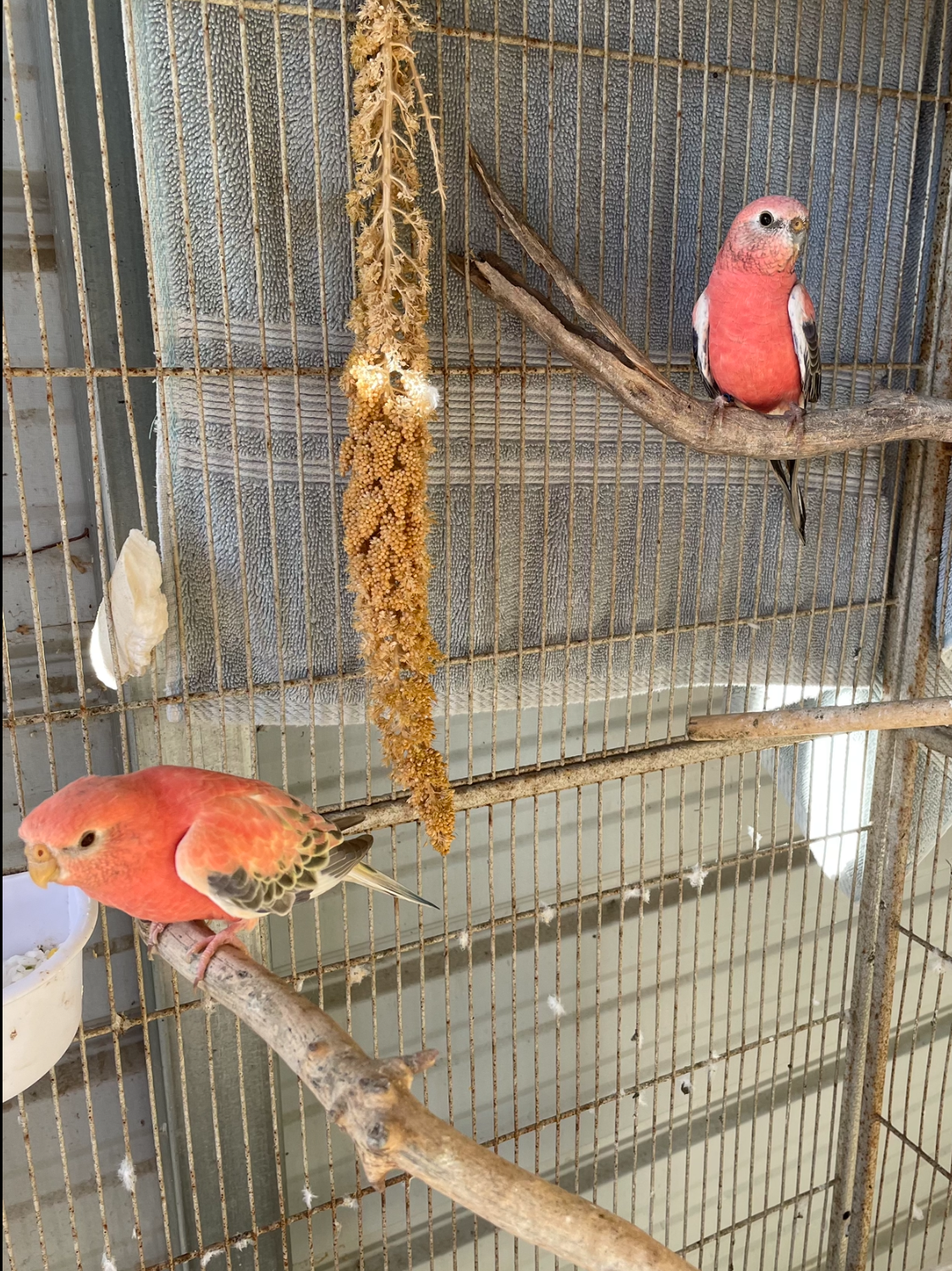bourke's, parrot, parakeet, pink, bird, breeding, pair, breeders,